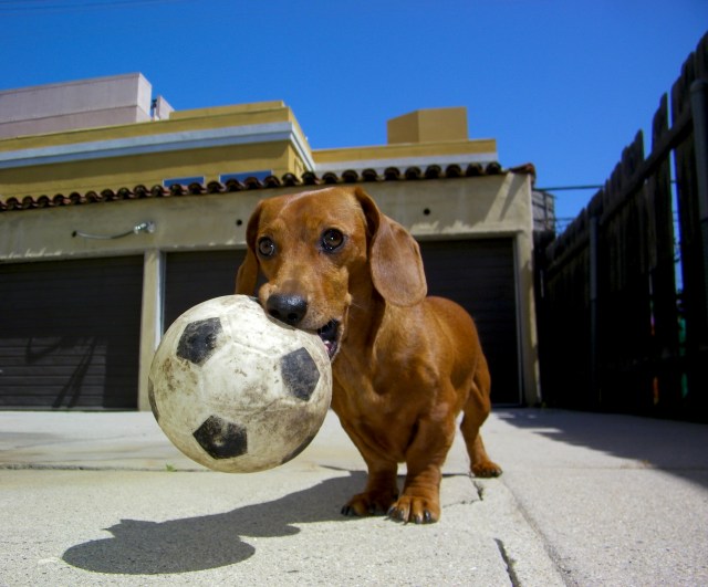 Rufus | November 2009.  Photo by: Johnny Ortez-Tibbels