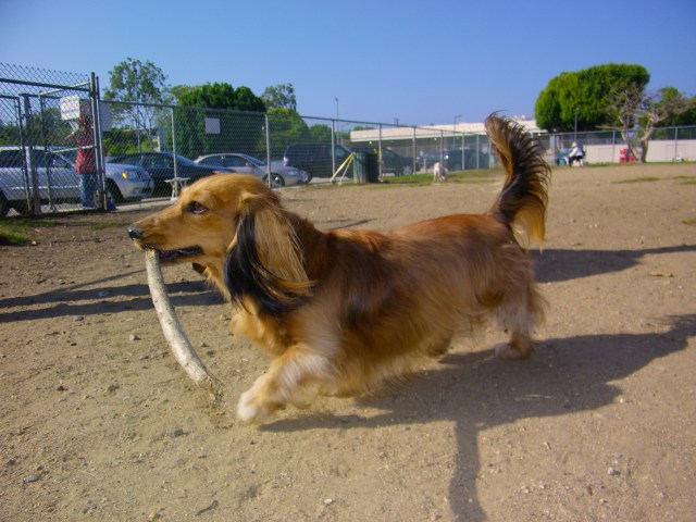 Sophie.  Photo by: Johnny Ortez-Tibbels