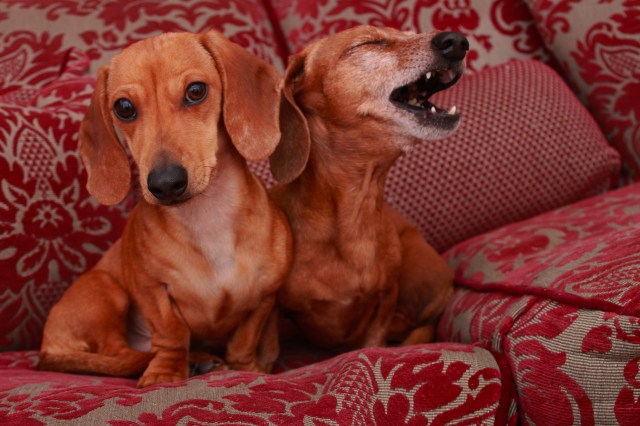 Milo & Rufus. Photo by: Johnny Ortez-Tibbels