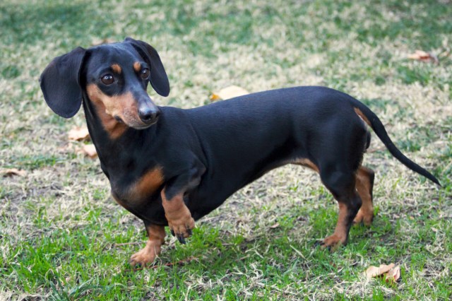 Black and tan female dachshund