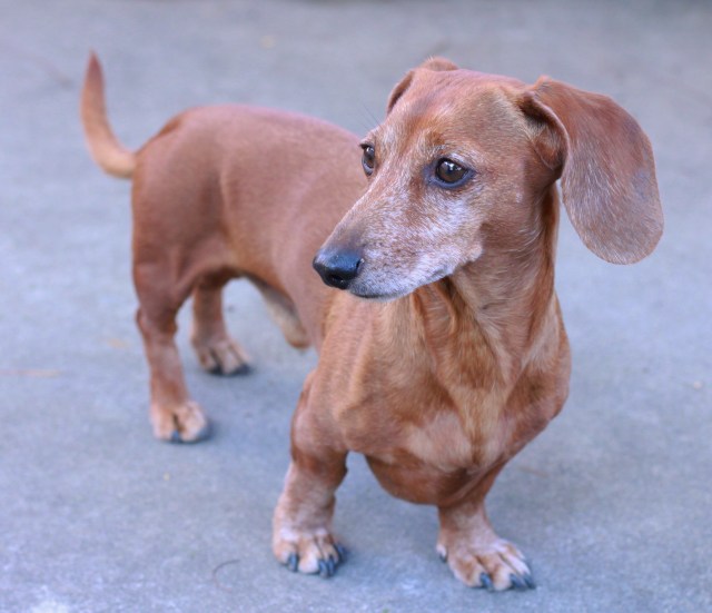 Rufus Applegery. Photo by: Johnny Ortez-Tibbels