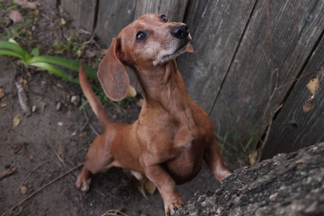 Rufus’ squirrel obsession.  Photo by:  Johnny Ortez-Tibbels 