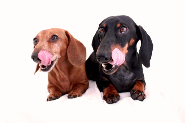 Rufus & Ralphie | February 2011. Photo by: Johnny Ortez-Tibbels