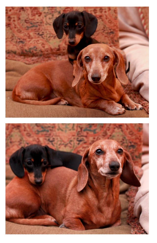 Rufus & Emily. Photo by: Johnny Ortez-Tibbels