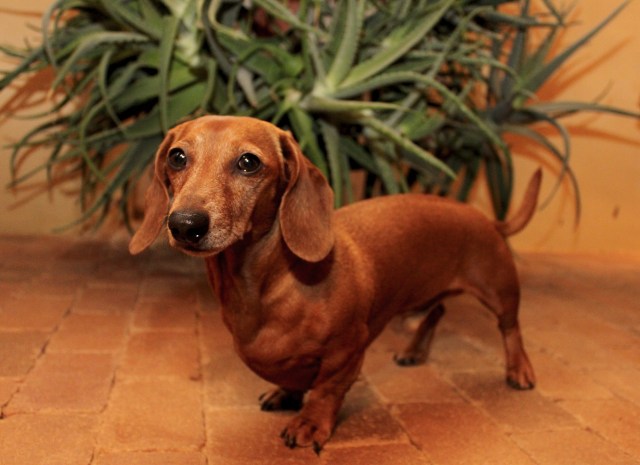 Rufus | December 2010. Photo by: Johnny Ortez-Tibbels