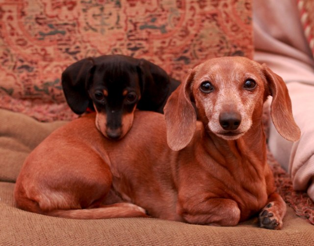 Rufus & Emily. Photo by: Johnny Ortez-Tibbels