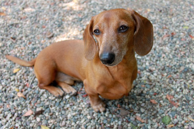 Rufus | July 2011. Photo by: Johnny Ortez-Tibbels