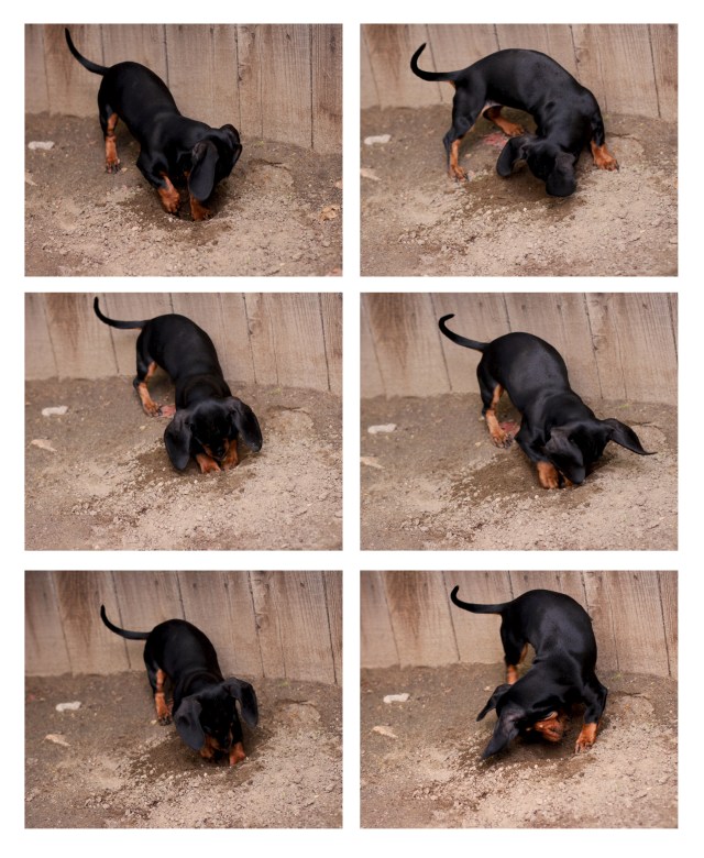 digging dachshund