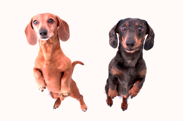 Schnitzel | March 2011. Photo by: Johnny Ortez-Tibbels