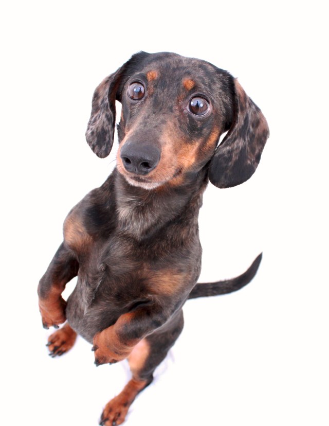 Schnitzel | March 2011. Photo by: Johnny Ortez-Tibbels