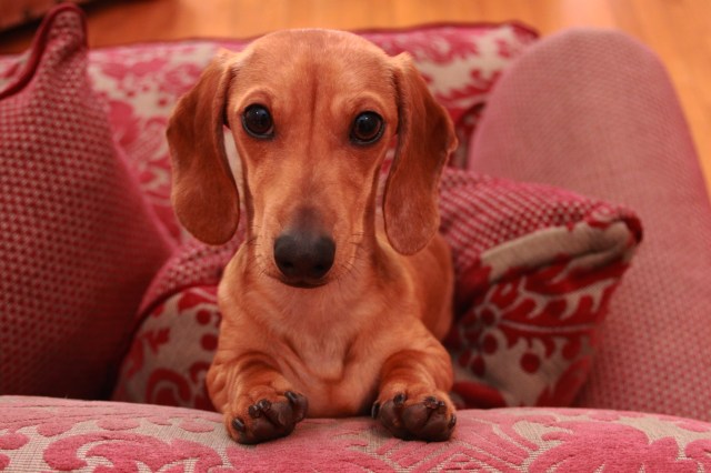 Milo | December 2011. Photo by: Johnny Ortez-Tibbels