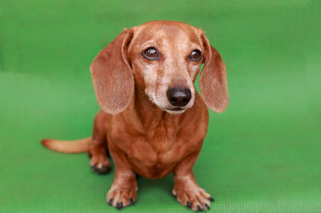 Rufus | March 2012. Photo by: Johnny Ortez-Tibbels