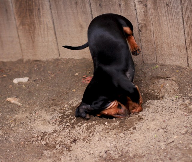 digging dachshund