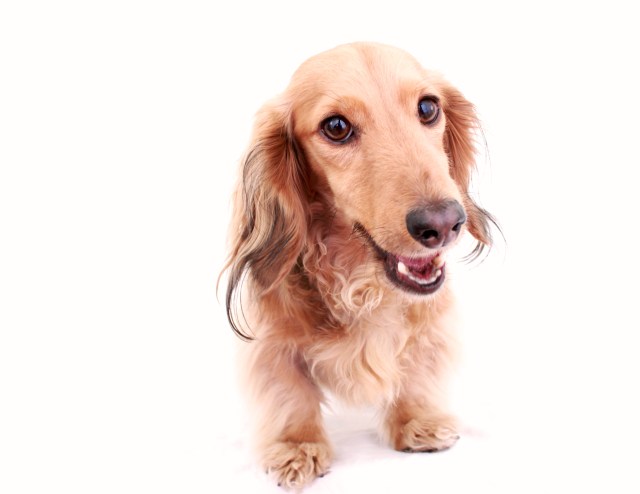 dachshund, English cream, doxies