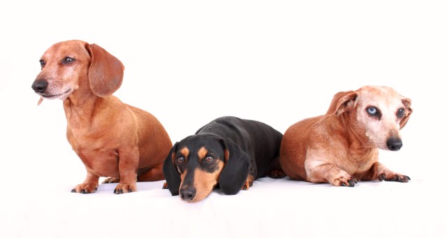 dachshund, doxies