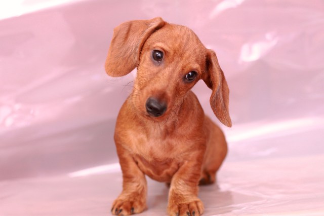 dachshund, puppy