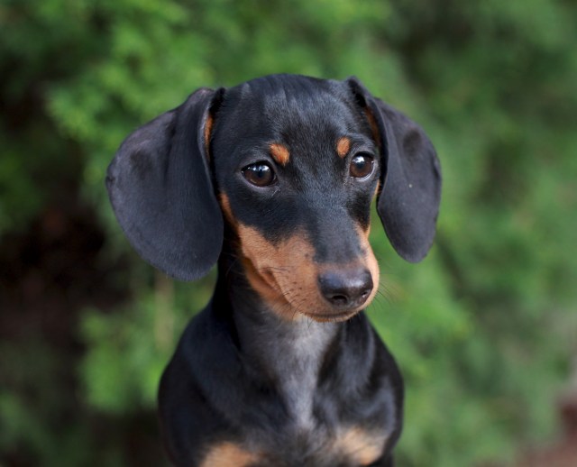 dachshund, doxies