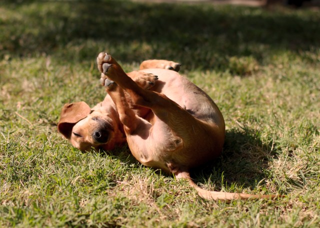 dachshund, doxies