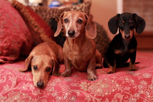 dachshund, doxies