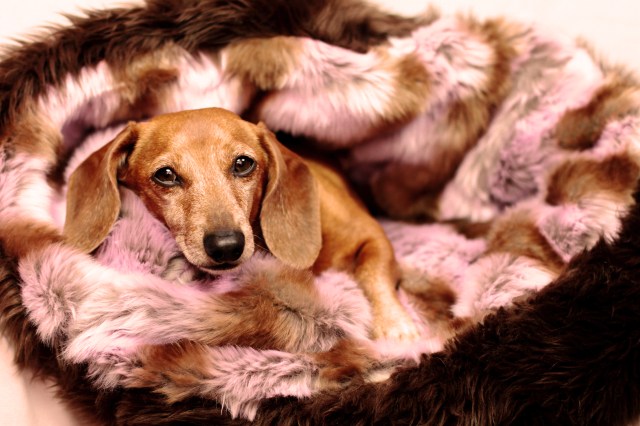 dachshund, doxies, jackrocketwear