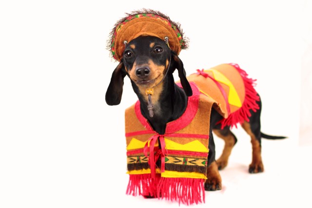 dachshund, doxies, cinco de mayo