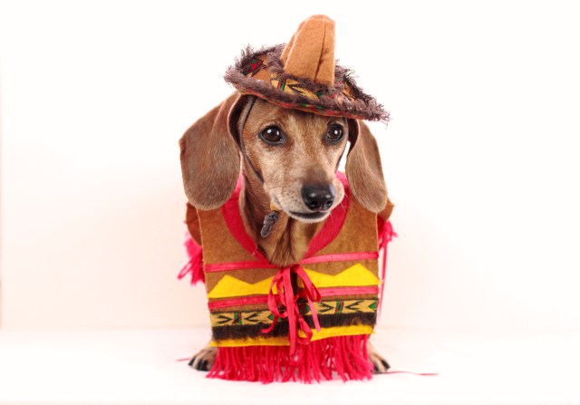 dachshund, doxies, cinco de mayo