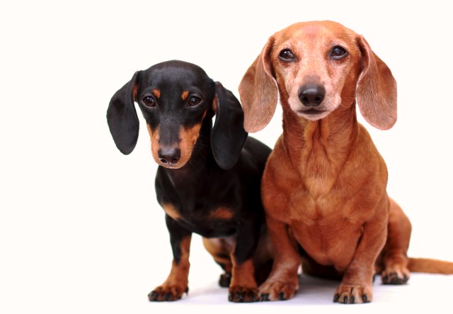 dachshund, doxies