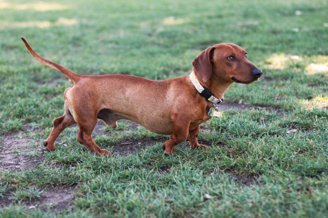 dachshund, doxies, rescue