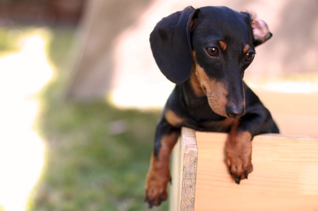 dachshund, doxies