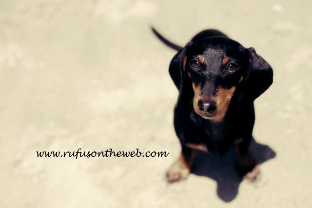 dachshund, doxies