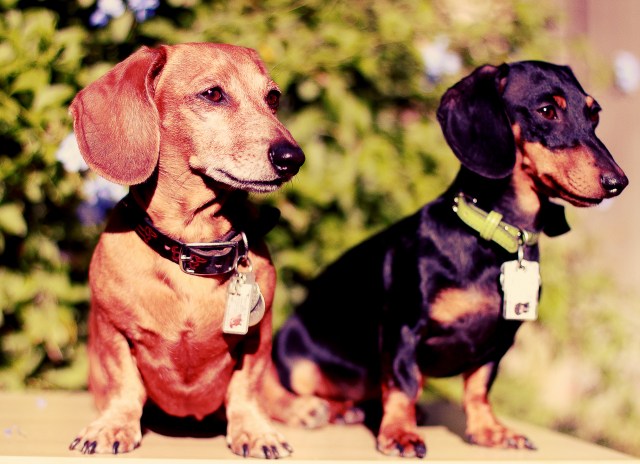 dachshund, doxies
