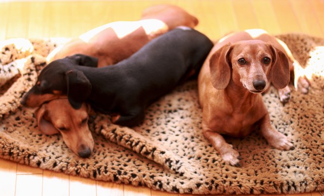 dachshund, doxies