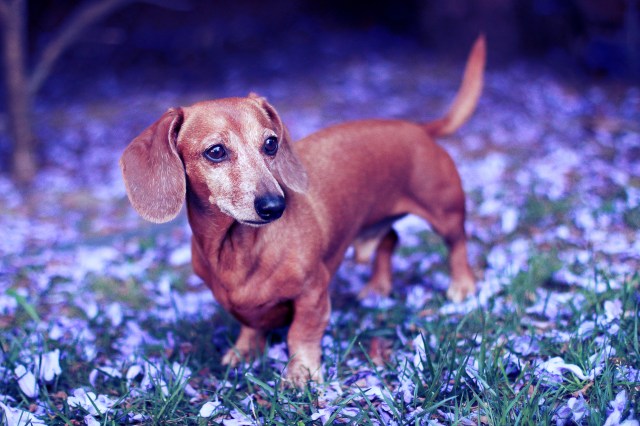dachshund, doxies