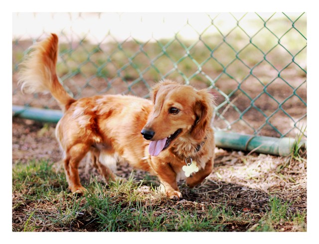 dachshund, doxies, rescue