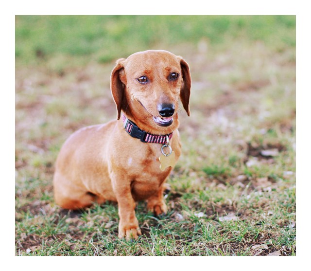 dachshund, doxies, rescue