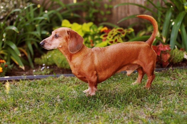 dachshund, doxies