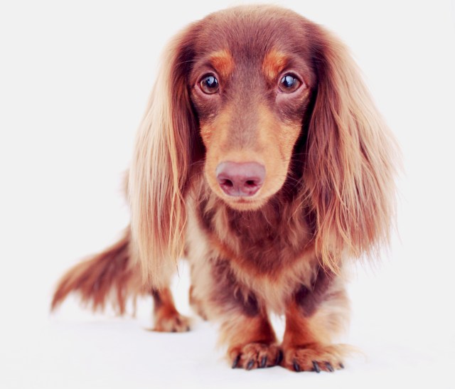 dachshund, doxies, longhair
