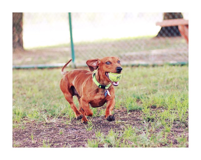dachshund, rescue, doxies