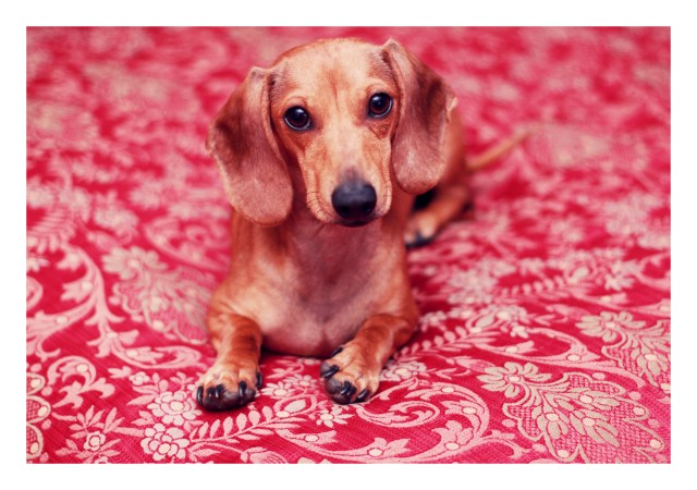dachshund, doxies