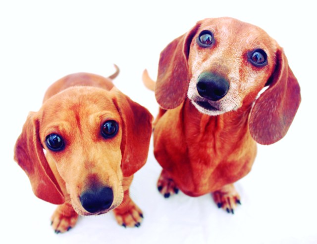 dachshund, doxies, puppy
