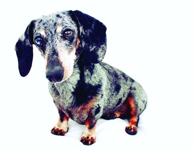dachshund, doxies