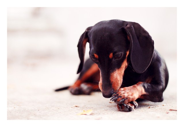 dachshund, doxies