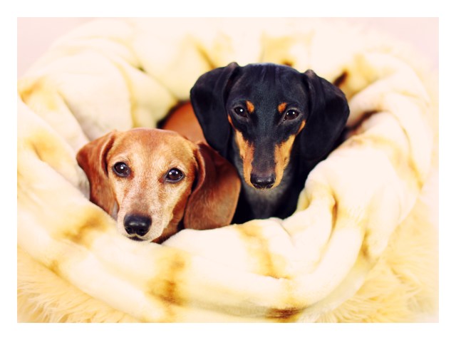 dachshund, doxies