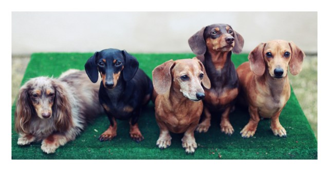 dachshund, doxies