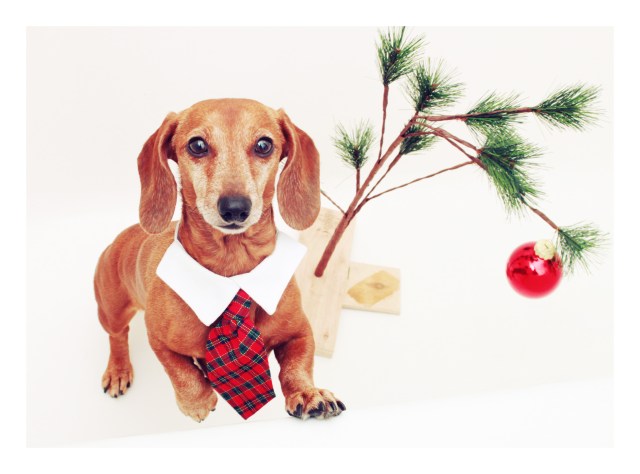 Rufus | November 2011.  Photo by: Johnny Ortez-Tibbels 