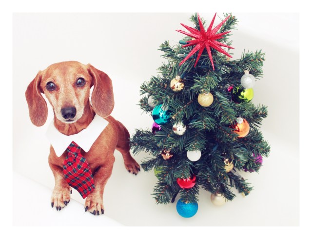 Rufus | November 2011.  Photo by: Johnny Ortez-Tibbels 