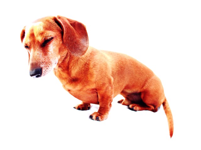 Rufus | February 2011.  Photo by: Johnny Ortez-Tibbels 