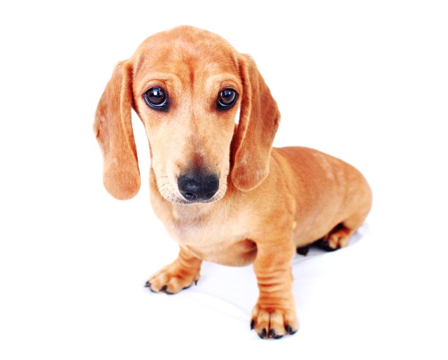 Milo | July 2011.  Photo by: Johnny Ortez-Tibbels 