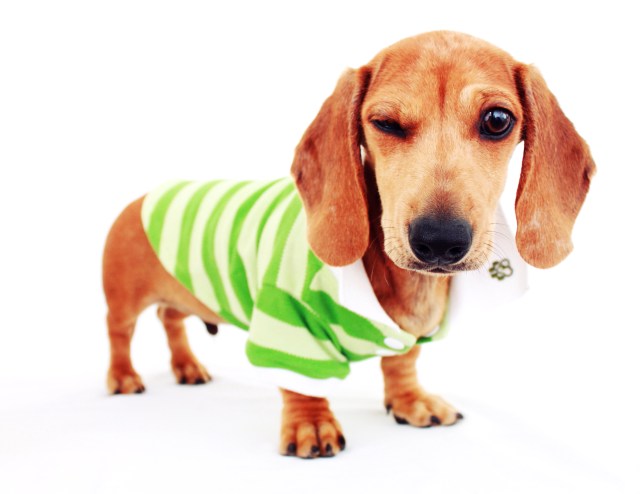 Milo | July 2011.  Photo by: Johnny Ortez-Tibbels 