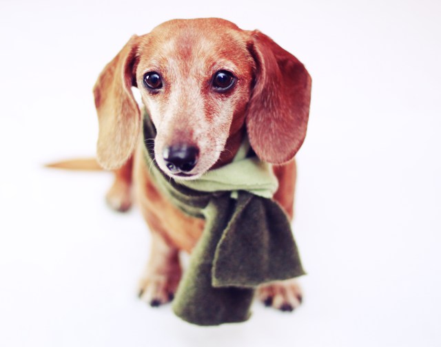 Rufus | December 2012.  Photo by: Johnny Ortez-Tibbels 